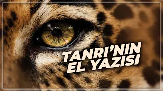 Tanrının El Yazısı