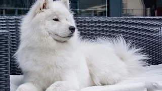 cute samoyed dog howling