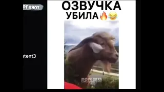 Прикол (козел о любви)