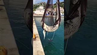 Extracción de un calderon en el puerto de Javea