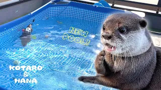 Otter So Excited About The New Pool!