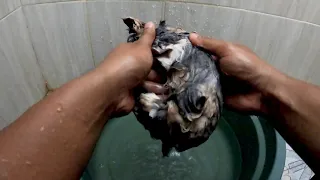 HOW TO WASH A KITTEN WITHOUT MAKING IT TO SCARED ( ORIGINAL KITTEN SOUNDS)