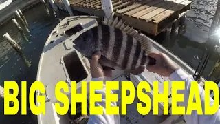 CATCHING BIG SHEEPSHEAD ON PONCE INLET DOCKS