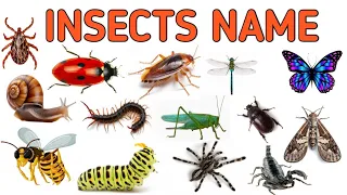 INSECTS NAME !! Insects Name with Spelling and Pictures | The Kituu World