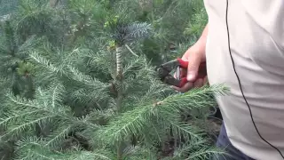 Результати зимової і весняної прививки (щеплення) ялини та сосни від Петровича.