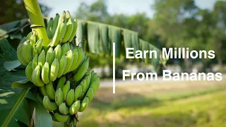 Million Dollar Bananas: From Planting to Profit (Complete Guide)