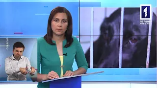 Новини Кривбасу 16 липня (сурдопереклад): покалічили безпритульне цуценя, нашестя щурів