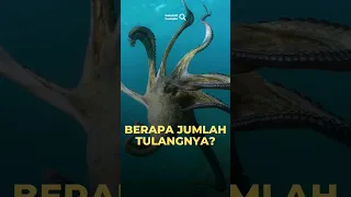 BERAPA JUMLAH TULANG YANG DIMILIKI GURITA ? #shorts #viral #gurita