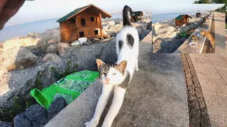 Cat island at sunrise. The stray cat asked me to follow her and she took me to her family.