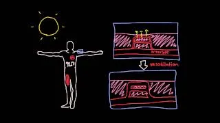 Thermoregulation in the cardiovascular system