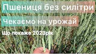 Як виглядає пшениця🌾 Без кореневого підживлення селітрою або карбамідом, на 5-те червня 2023р