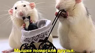 4 кл Приключения белой мышки