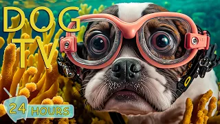 DOG TV: 24 Hours Music for Dogs with Anxiety - How to Relax Beach for Dog TV with Calming Music