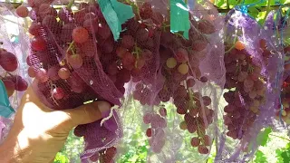 Состояние ультраранних и ранних сортов винограда на 17 07 2019г.