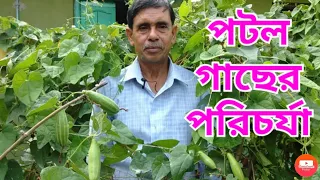 পটল গাছের রোগ ও পোকা||Caring of pointed gourd