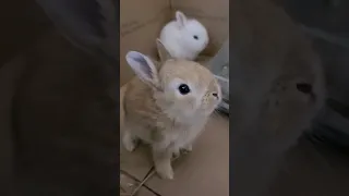 mini rabbits 🐇 ♥️