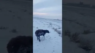 2021 год.Сильные морозы.  Замерзшие животные.