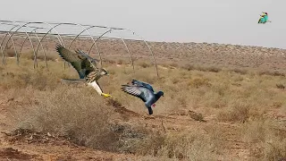 Amazing video of a falcon chasing its homing pigeon