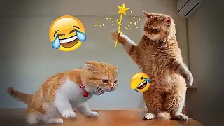 New Funny Animals😻🐶Best Funny Dogs and Cats Videos Of The Week😹#4