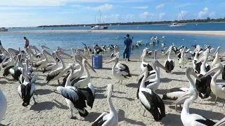 Feeding Pelicans outside Charis Seafoods Labrador 2