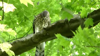 Coopers Hawk having breakfast