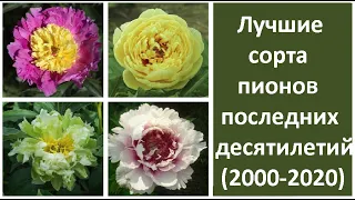 ❀ Лучшие сорта пионов последних десятилетий (2000-2020)