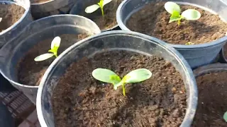 як я вирощую росаду огірків