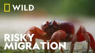 The Christmas Island Red Crab Migration | Incredible Animal Journeys | National Geographic WILD UK