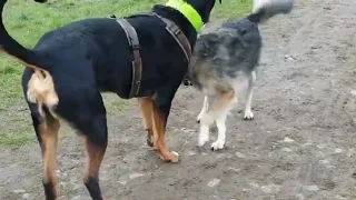 Seagull and Husky black enjoy