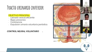 Fisiología de la micción y la continencia