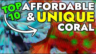 Top 10 Affordable & Unique Corals