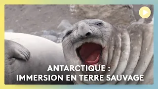 🐧🧊 Antarctique : immersion en terre sauvage 🐧🧊