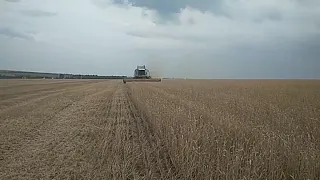 Одесса  Арциз жнива 2019 Lexion 580