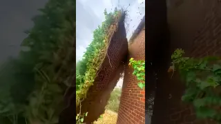 The challenge of ivy removal 😬