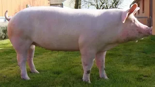 Yorkshire Pigs | The Corporate Pork Standard