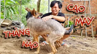 Tony Phát Hiện Chó Becgie Bị Cạo Sạch Lông