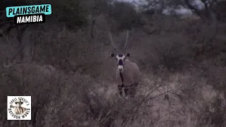 Amazing Hunt for Plainsgame in Namibia on His First Safari