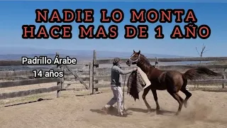 COMO RECUPERAR LA CONFIANZA EN UN PADRILLO ÁRABE DE 14 AÑOS QUE SE EMPACA AL MONTARLO# #horse #