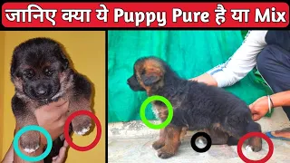 जानिए क्या ये Puppy Pure है या Mix || Know About German Shepherd dog || VT unlimited information