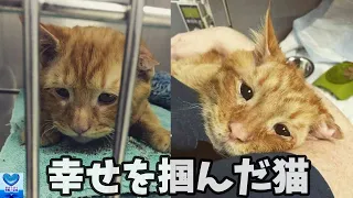 愛に飢え悲しい顔をしていた猫。人の優しさに触れ幸せを掴む【感動】