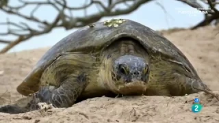 La vida en el arrecife 1 - Grandes documentales