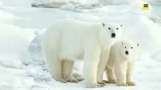 White Bear |The Life of a Baby Polar Bear - Ep. 4 | Wildlife: The Big Freeze