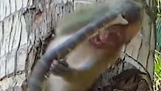 Snake and monkey fighting ! ￼ Snake and monkey fighting ! #animal