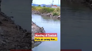 Mancing di tambak pintu air sarang ikan... #fishing #mancing #ikan