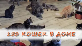 150 cats in one house. Private shelter in Kazan