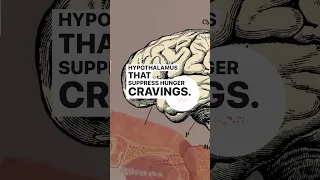 🤔 did you know GLP-1 brain hunger cravings? #semaglutide #research #glp1 #health #science