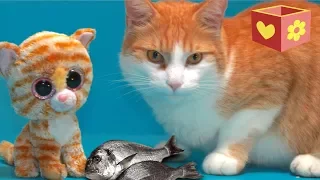 Cute cat part three | Bellboxes | Video for children