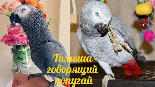 Timosha talking parrot, a species of Jaco. A selection of videos #7