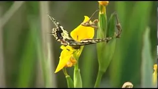 Swallowtail - Patrick Barkham's "Guide To British Butterflies" DVD