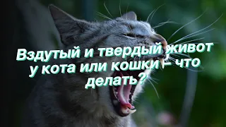 Вздутый и твердый живот у кота или кошки – что делать?